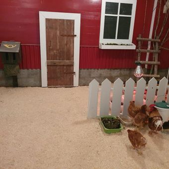 Hønsegården er klar 